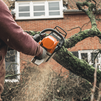 TREE TRIMMING